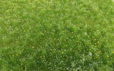 Natural meadow in spring